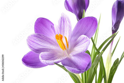 Beautiful crocus flowers isolated on white background