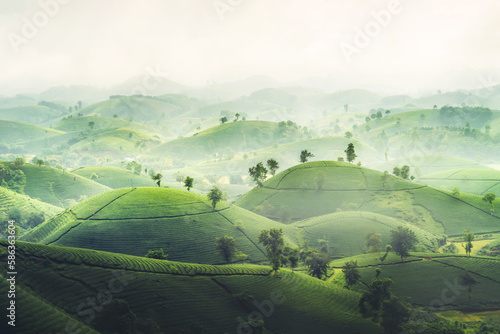 Aerial top view of green fresh tea or strawberry farm  agricultural plant fields with mountain hills in Asia. Rural area. Farm pattern texture. Nature landscape background  Long Coc  Vietnam.
