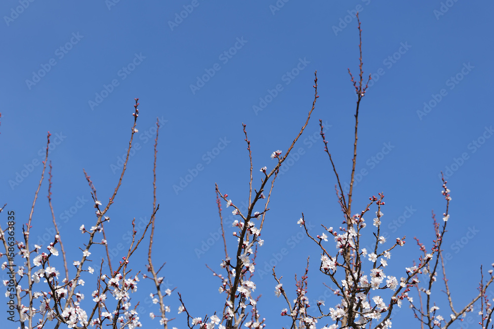 Blooming Apricot Tree and Bright Blue Sky in Spring in Wachau in Austria Blooming Apricot Tree and Bright Blue Sky in Spring in Wachau in Austria