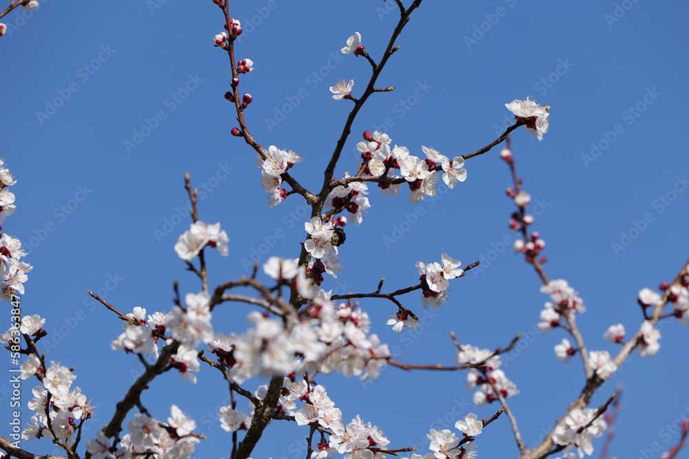 Blooming Apricot Tree and Bright Blue Sky in Spring in Wachau in Austria Blooming Apricot Tree and Bright Blue Sky in Spring in Wachau in Austria
