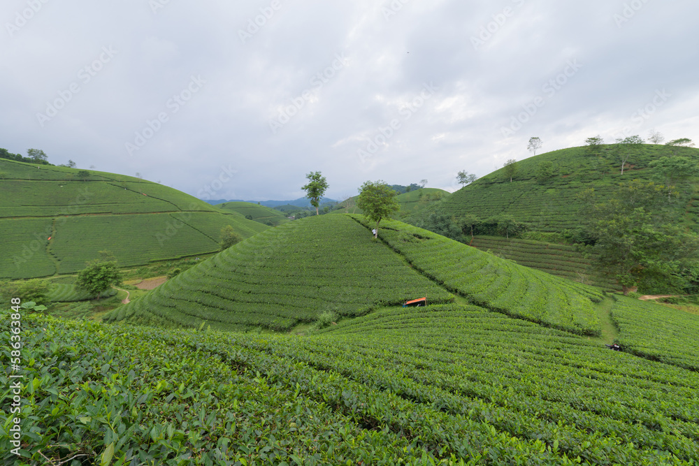 Aerial top view of green fresh tea or strawberry farm, agricultural plant fields with mountain hills in Asia. Rural area. Farm pattern texture. Nature landscape background, Long Coc, Vietnam.