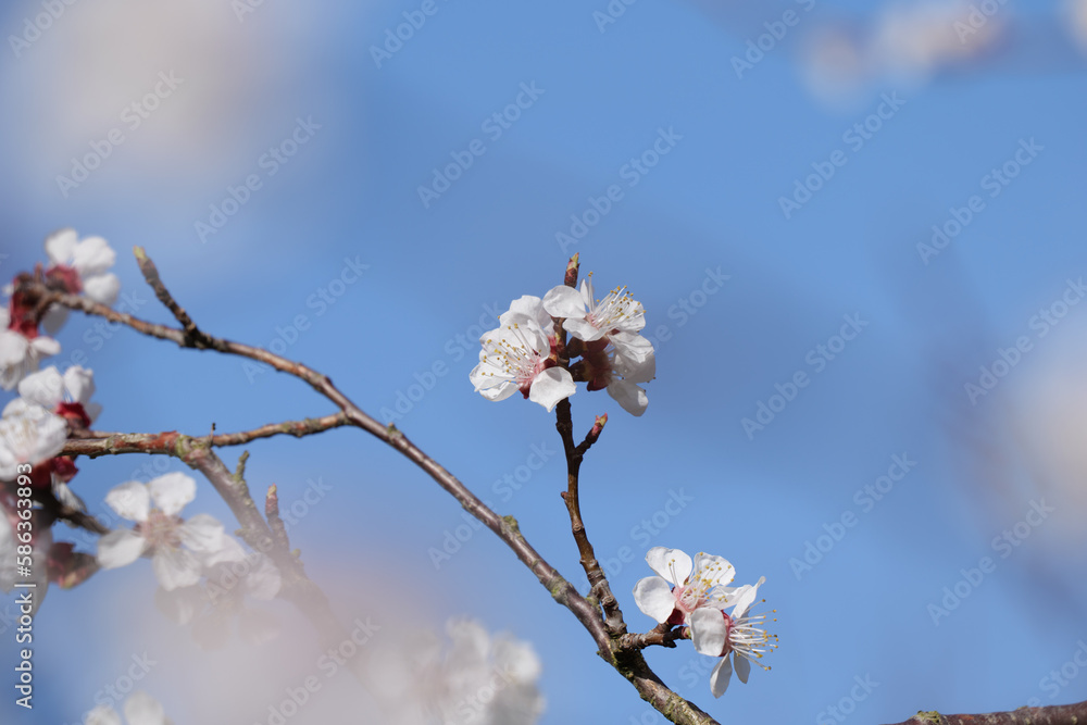 Blooming Apricot Tree and Bright Blue Sky in Spring in Wachau in Austria Blooming Apricot Tree and Bright Blue Sky in Spring in Wachau in Austria