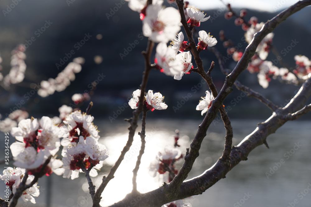 Blooming Apricot Tree Next To the River Danube in Wachau in Austria in Spring Blooming Apricot Tree Next To the River Danube in Wachau in Austria in Spring