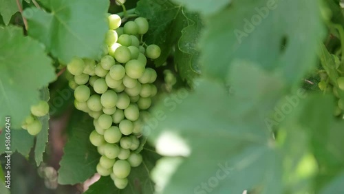 Wallpaper Mural Close up branch of green grapes from vines during wine harvest in Italian Vineyard. Torontodigital.ca