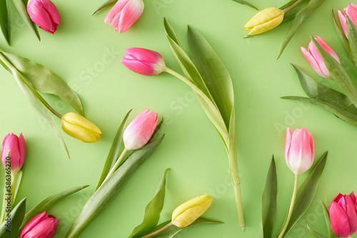 Top view composition of yellow pink tulips flowers on isolated light green background. Spring mood idea © Goncharuk film
