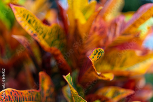 Croto Plant in macro photographic, whit abstract background  photo