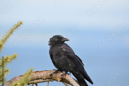 American Crow on a branch © Birdmanclark