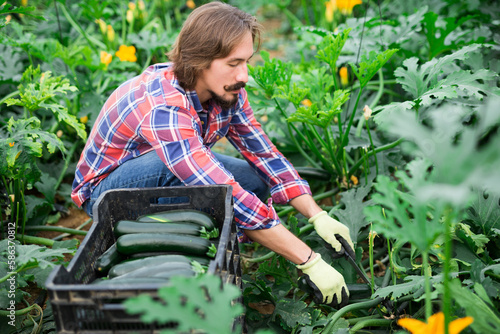happy german farmer cultivating crop of squash in hothouse