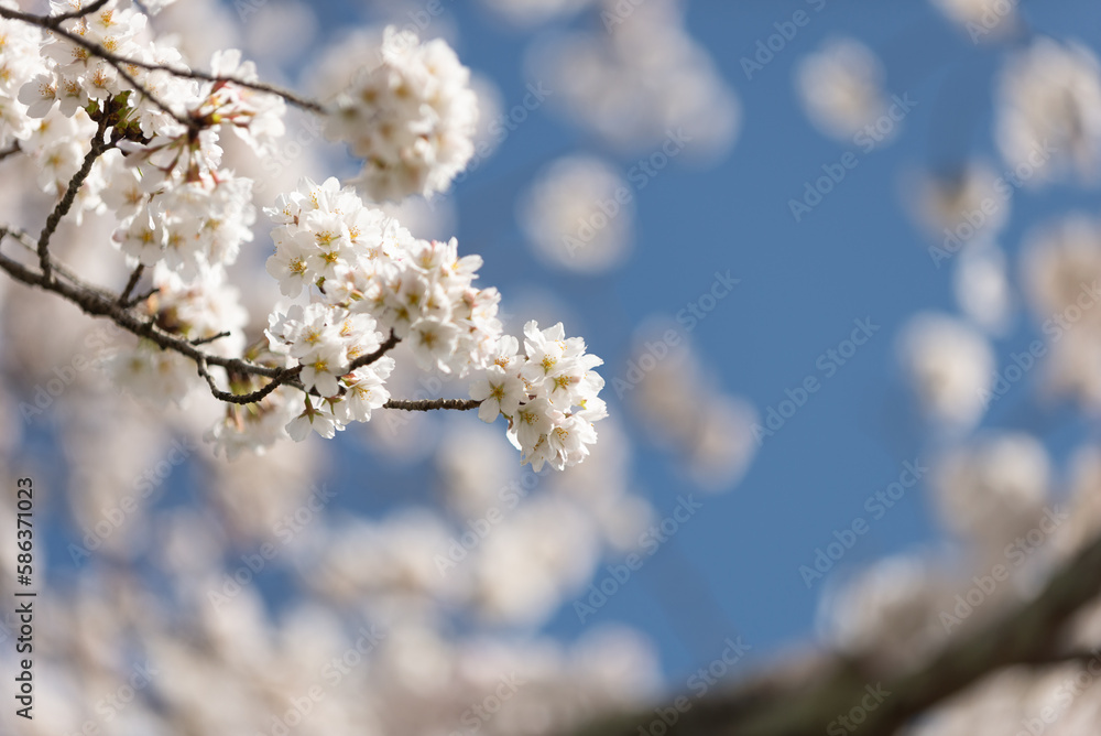 満開の桜 満開の桜