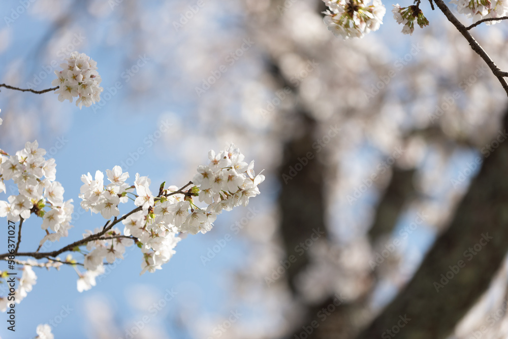 満開の桜