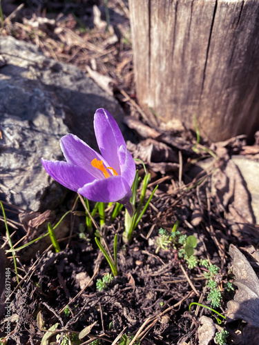 spring crocus flower