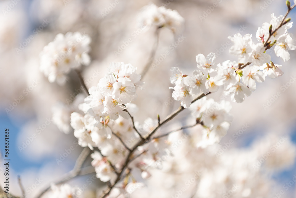 満開の桜 満開の桜