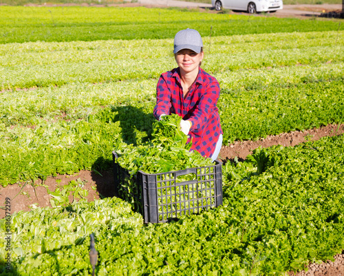 Smiling young agricultural workgirl cutting fresh young leaves of green batavia lettuce on farm field. Rich harvest concept.. photo