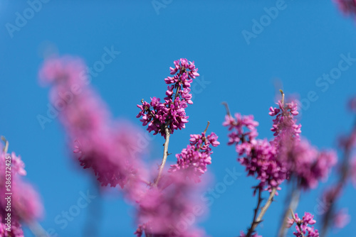 満開の桜