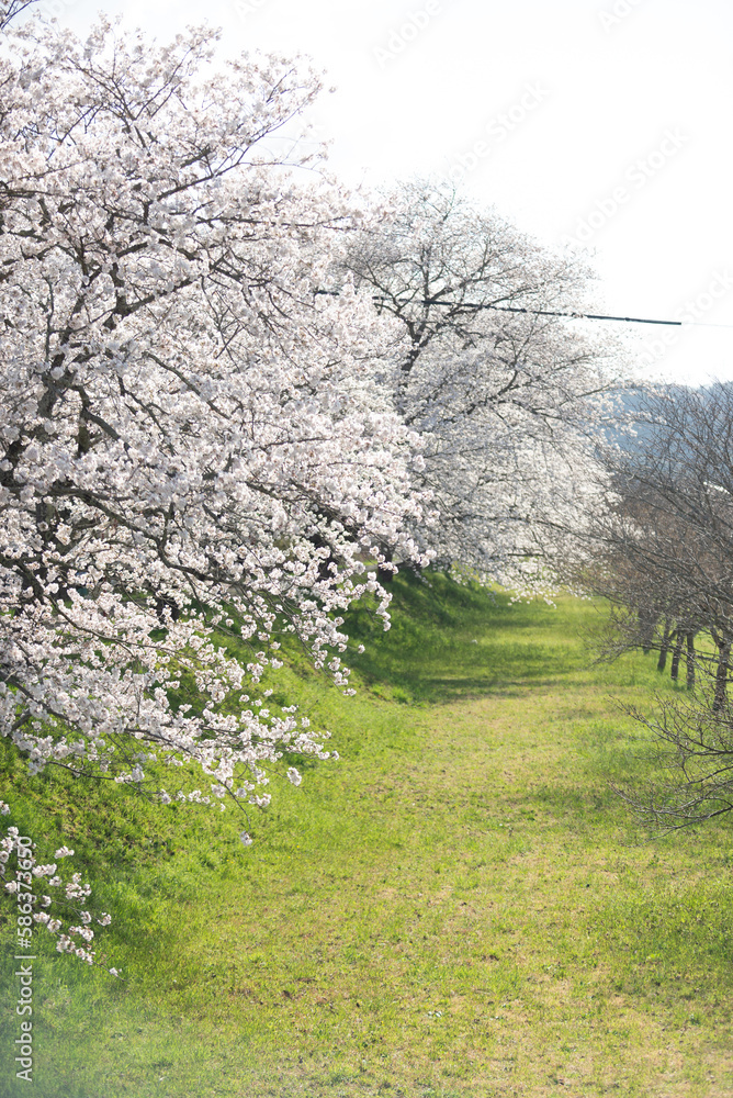 満開の桜
