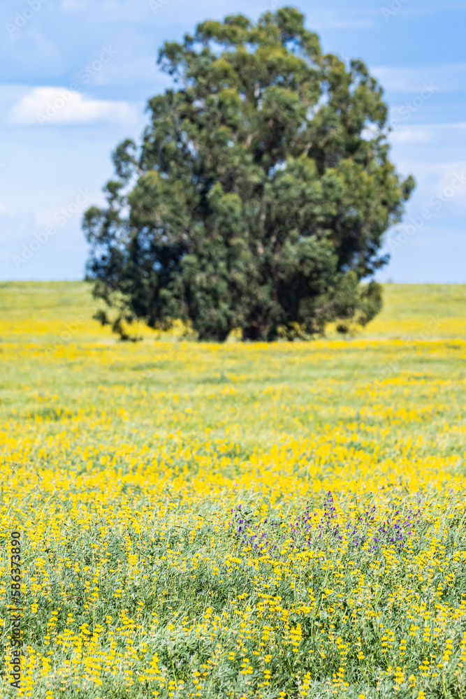 Large tree in a field of yellow blooming canola.