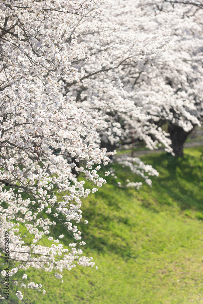 満開の桜 満開の桜