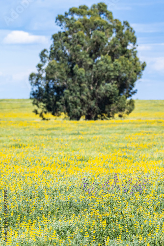 Large tree in a field of yellow blooming canola. © Emily_M_Wilson