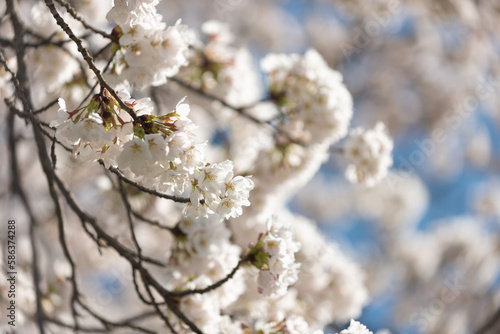 満開の桜 © 歌うカメラマン