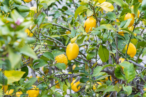 Lemons growing on a tree.