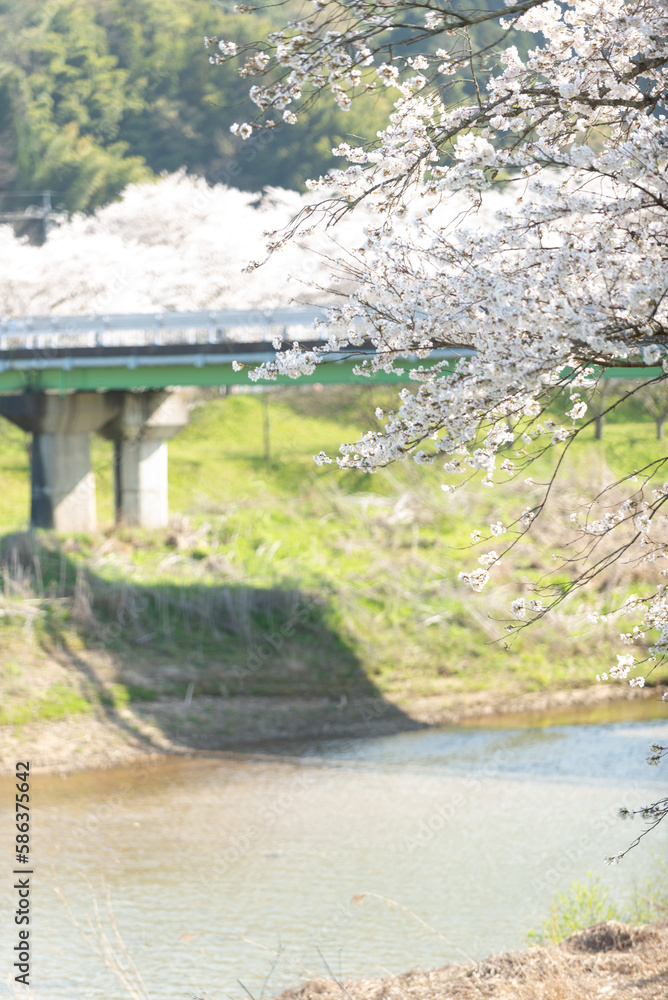 満開の桜 満開の桜