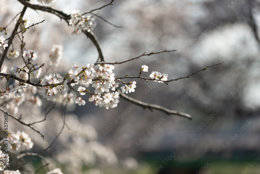 満開の桜 満開の桜
