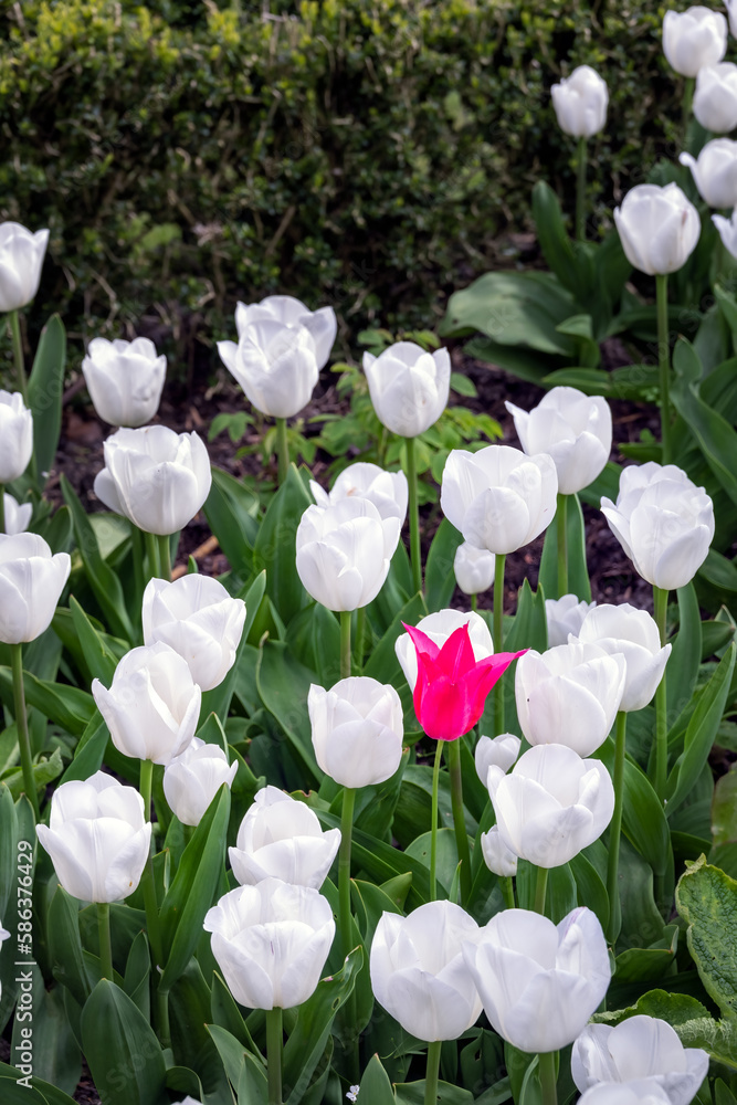 tulip pink off white