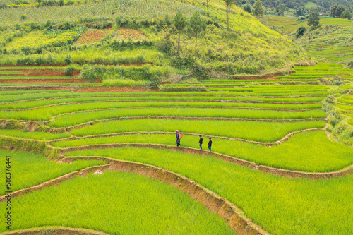 Aerial view of a farmer with fresh paddy rice terraces, green agricultural fields in countryside or rural area of Mu Cang Chai, mountain hills valley in Asia, Vietnam. Nature landscape. People.