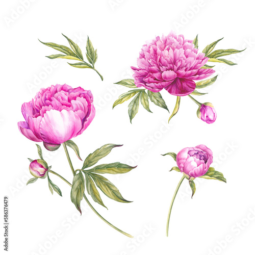 Fototapeta Naklejka Na Ścianę i Meble -  Pink watercolor peony. Floral isolated illustration.