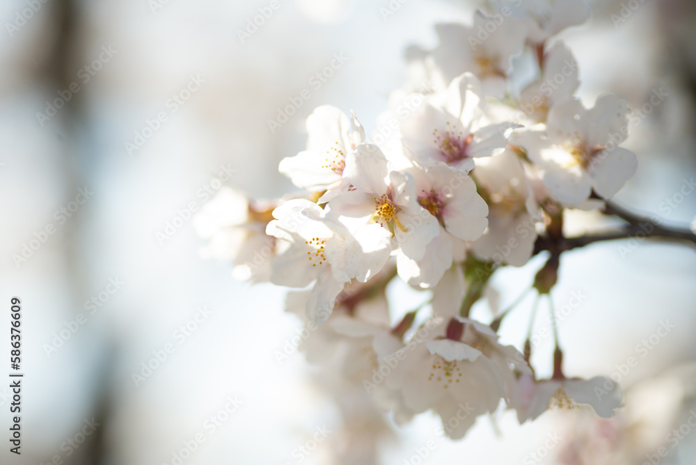 満開の桜