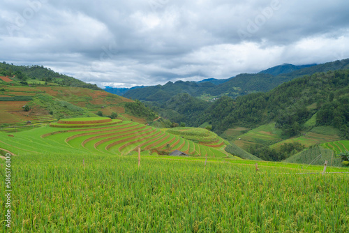 Aerial top view of fresh paddy rice terraces, green agricultural fields in countryside or rural area of Mu Cang Chai, mountain hills valley in Asia, Vietnam. Nature landscape background.