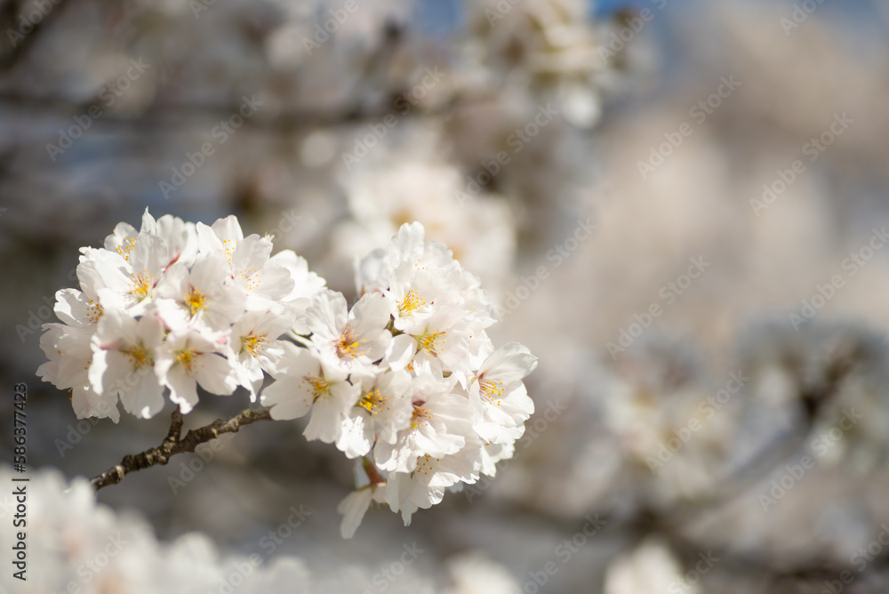 満開の桜