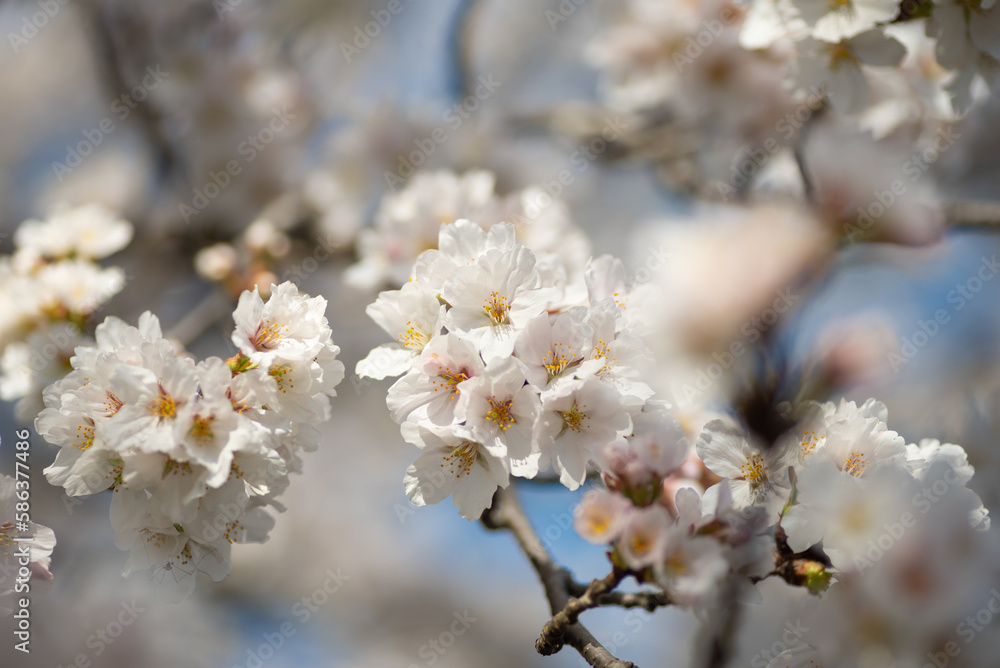 満開の桜