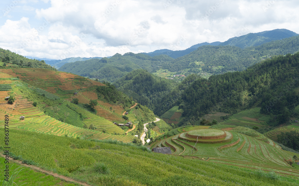 Aerial top view of fresh paddy rice terraces, green agricultural fields in countryside or rural area of Mu Cang Chai, mountain hills valley in Asia, Vietnam. Nature landscape background.