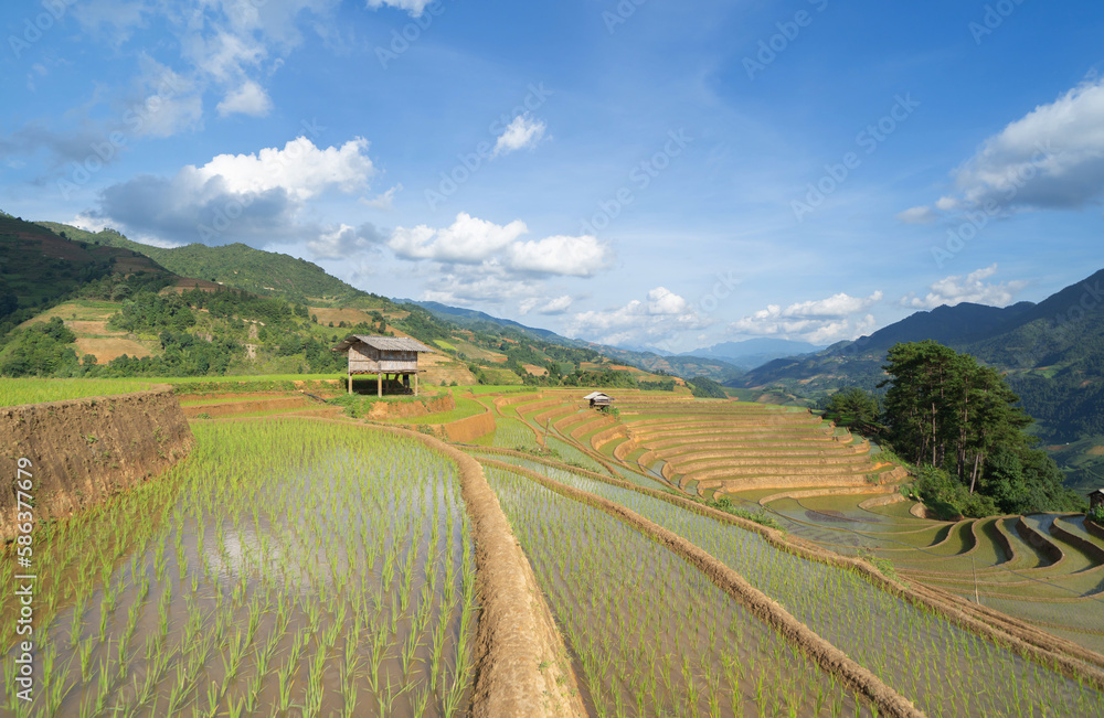 Aerial top view of fresh paddy rice terraces, green agricultural fields in countryside or rural area of Mu Cang Chai, mountain hills valley in Asia, Vietnam. Nature landscape background.