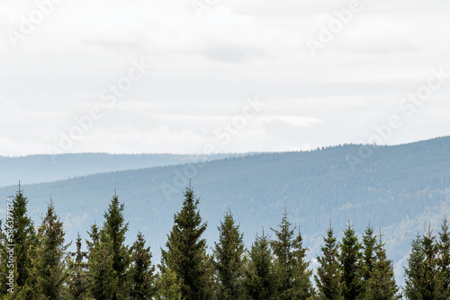 Line of trees with mountains in the background