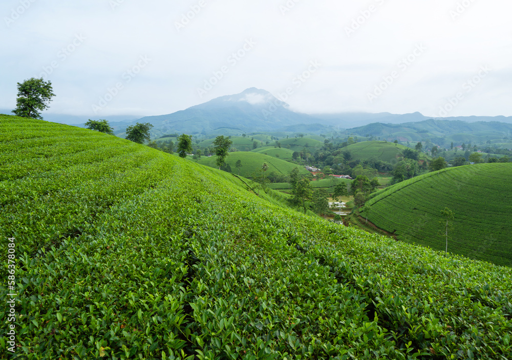 Green fresh tea or strawberry farm, agricultural plant fields with mountain hills in Asia. Rural area. Farm pattern texture. Nature landscape background, Long Coc, Vietnam.