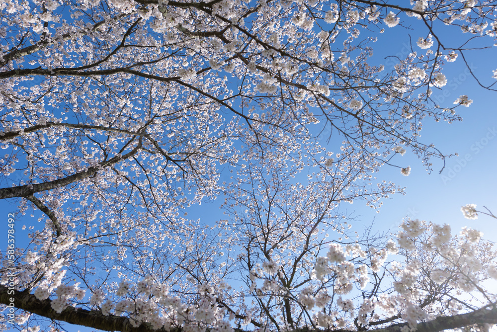 満開の桜 満開の桜