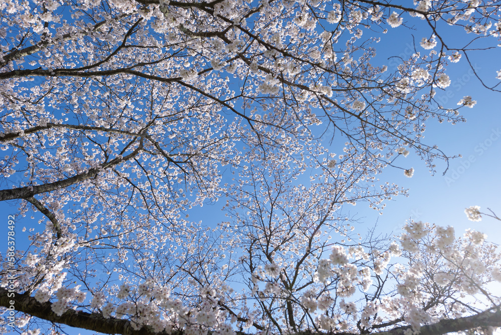 満開の桜