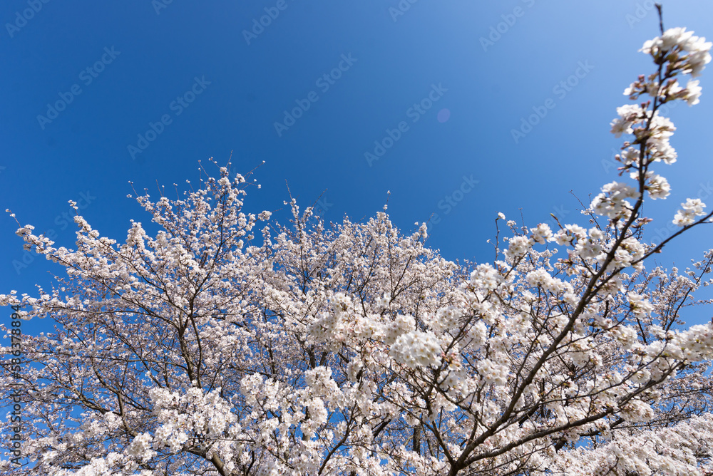 満開の桜 満開の桜