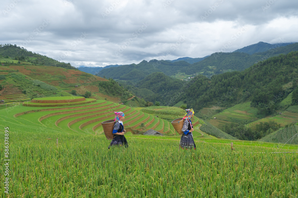 Group of local farmer with fresh paddy rice, green agricultural fields in countryside or rural area of Mu Cang Chai, mountain hills valley in Asia, Vietnam. Nature landscape. People lifestyle. Group of local farmer with fresh paddy rice, green agricultural fields in countryside or rural area of Mu Cang Chai, mountain hills valley in Asia, Vietnam. Nature landscape. People lifestyle.