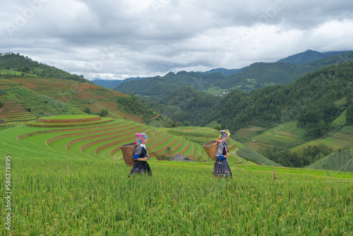 Group of local farmer with fresh paddy rice, green agricultural fields in countryside or rural area of Mu Cang Chai, mountain hills valley in Asia, Vietnam. Nature landscape. People lifestyle.