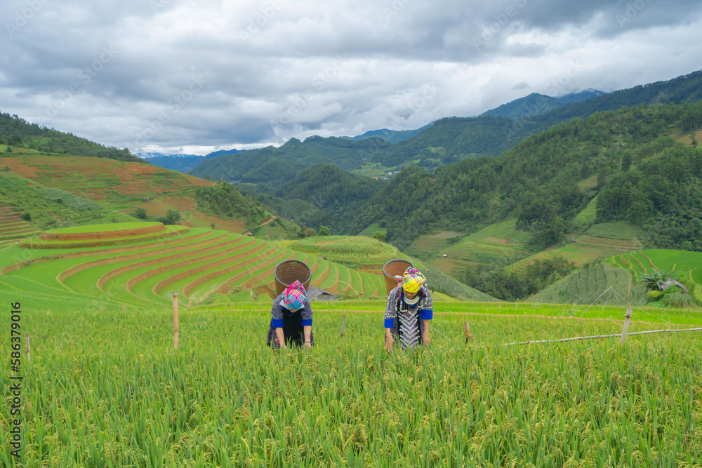 Group of local farmer with fresh paddy rice, green agricultural fields in countryside or rural area of Mu Cang Chai, mountain hills valley in Asia, Vietnam. Nature landscape. People lifestyle.