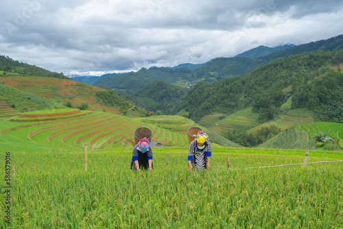 Group of local farmer with fresh paddy rice, green agricultural fields in countryside or rural area of Mu Cang Chai, mountain hills valley in Asia, Vietnam. Nature landscape. People lifestyle.