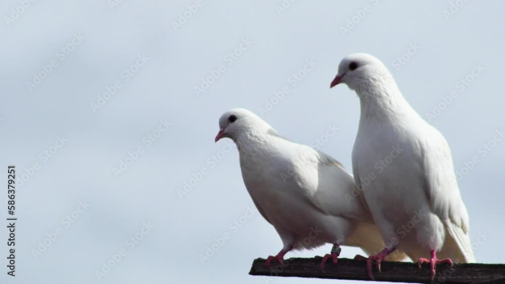 a pair of white thoroughbred pigeons cooing on a wooden beam against the sky a pair of white thoroughbred pigeons cooing on a wooden beam against the sky