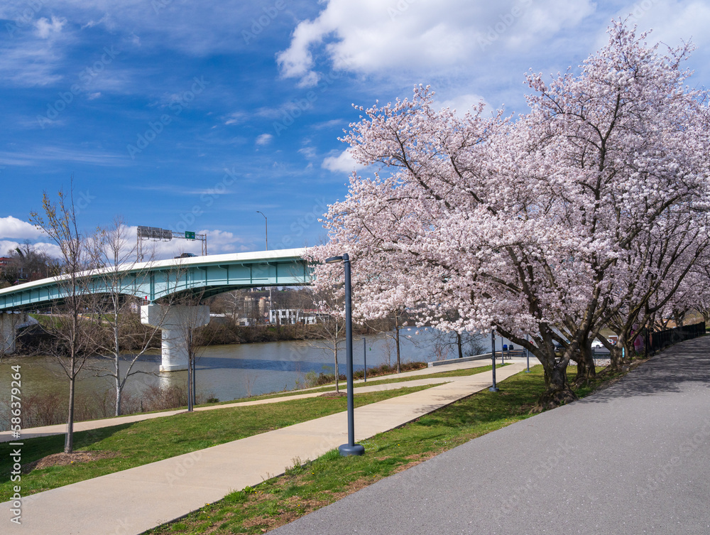 Westover bridge by the walking and cycling trail in Morgantown West Virginia with cherry blossoms