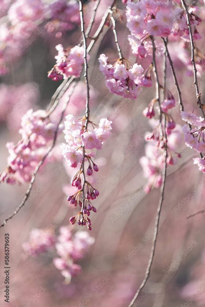 満開の桜