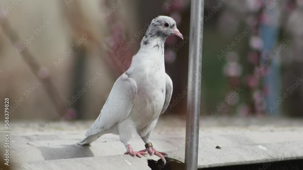young pigeon on the roof of the dovecote on a blurred background, close-up young pigeon on the roof of the dovecote on a blurred background, close-up