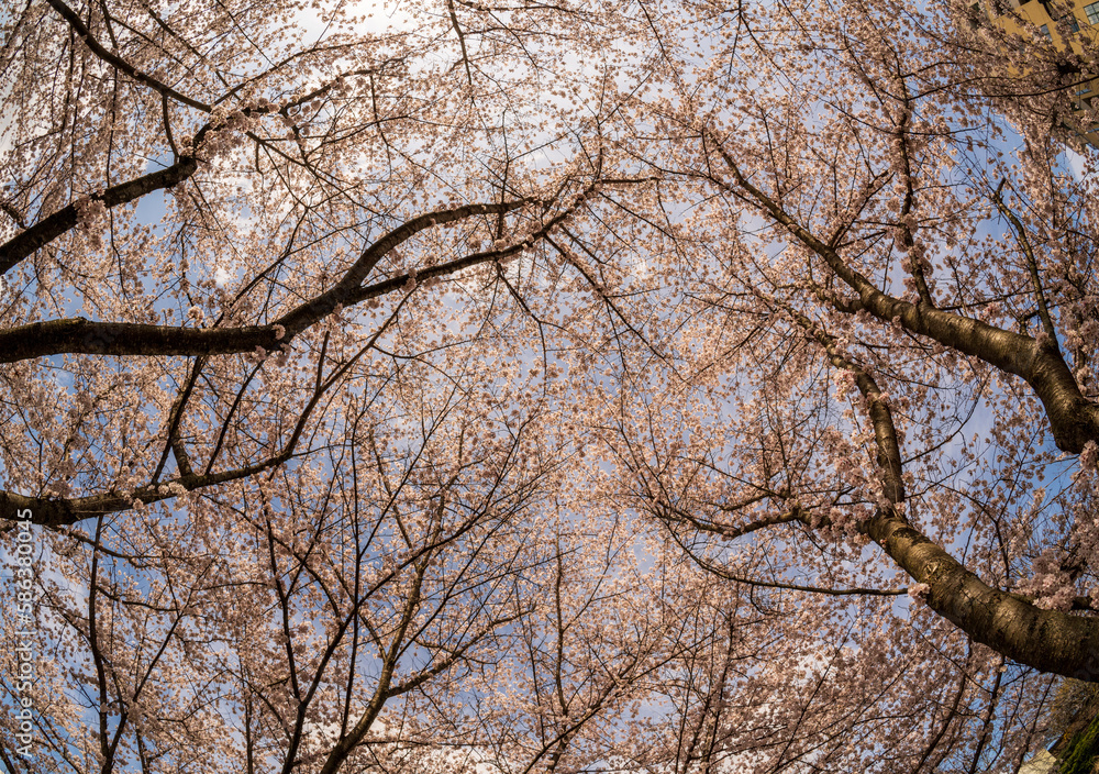 View into the sky above walking and cycling trail in Morgantown West Virginia with cherry blossoms View into the sky above walking and cycling trail in Morgantown West Virginia with cherry blossoms