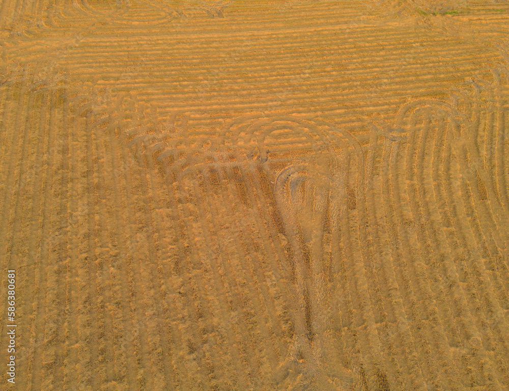 Naklejka premium Aerial top view of dry paddy rice terraces, green agricultural fields in countryside, mountain hills valley in Asia, Thailand. Nature landscape. Crops harvest. drought